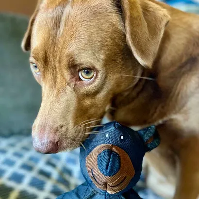 Uforgængeligt hundelegetøj til stærke tyggere - Langvarig sjov