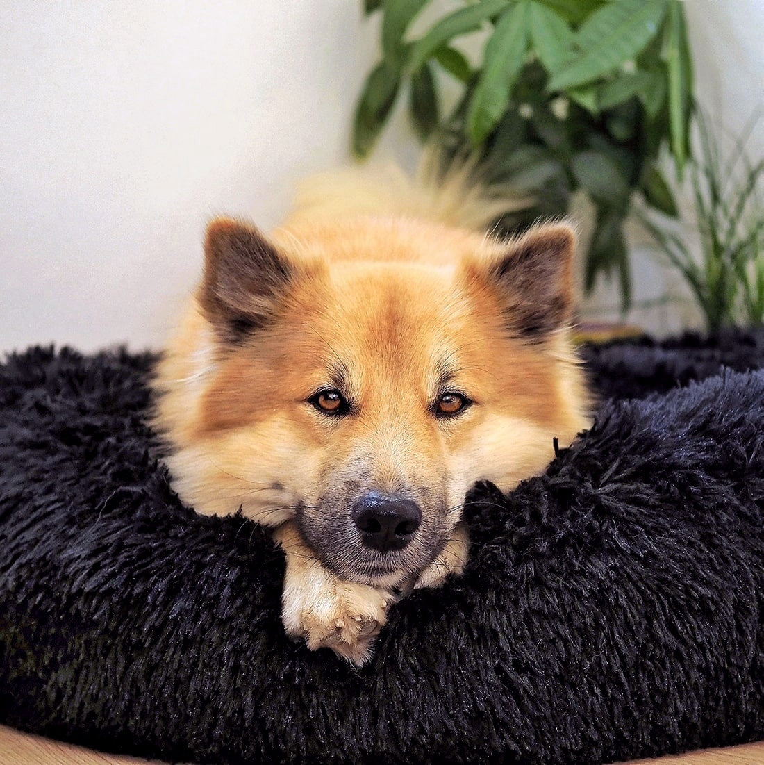 Fluffy Plus Hundeseng – Den Ægte