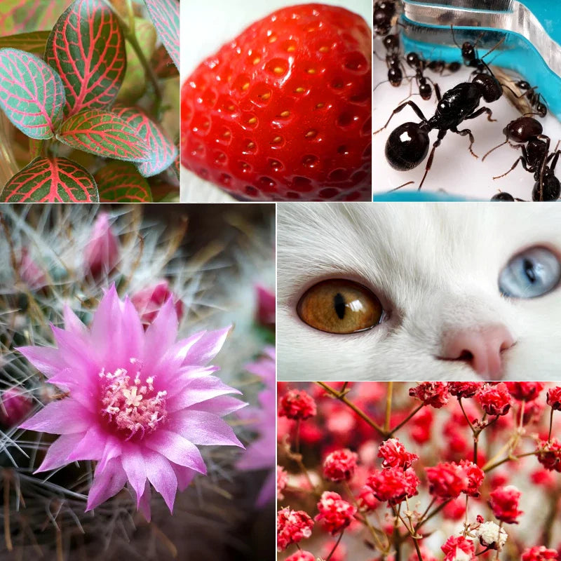 Ulanzi 75mm Makro Linse til Smartphones – Nærbillede Clip-On Kamera Linse