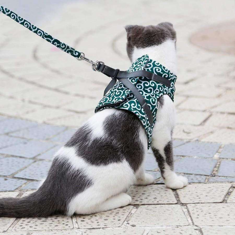Säkerhetssele för katter – Rymningssäkert set