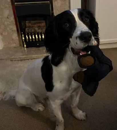 Uforgængeligt hundelegetøj til stærke tyggere - Langvarig sjov