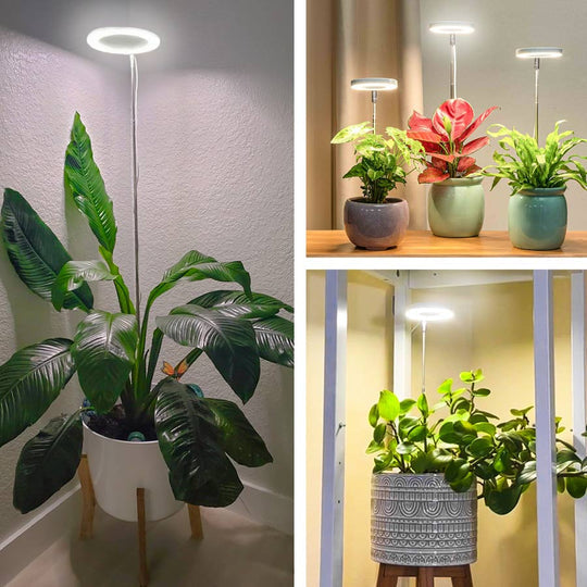 Växtbelysning för hemmet – Belysning för inomhusväxter
