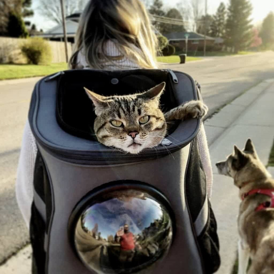 Säker och bekväm transportbur för stora katter