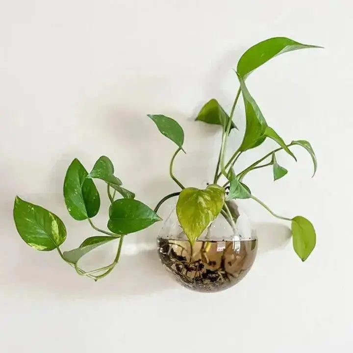 GlasOasen – Ge Dina Väggar Liv med Fräsch Naturkraft och Stil