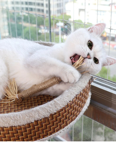 Økologiske Tyggepinde til Katte - Naturlig Tandpleje og Leg