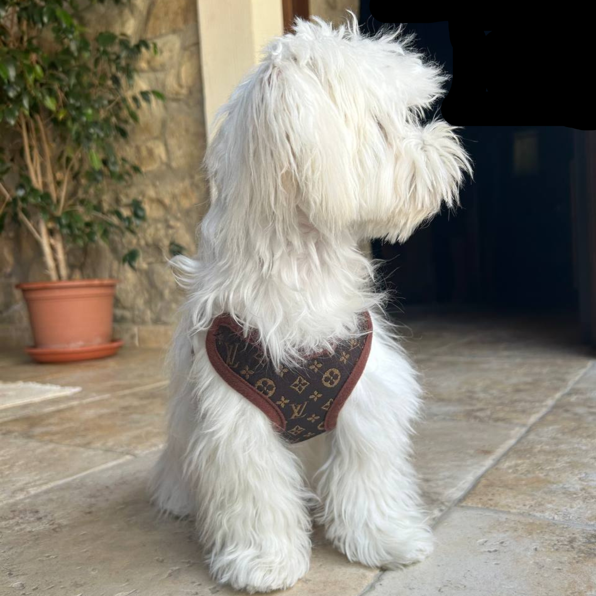 Stilfuld Hundesele med Snor – CanineComfort