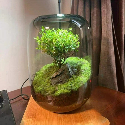 Elegant glasbehållare för terrarium | Modern växtdekoration
