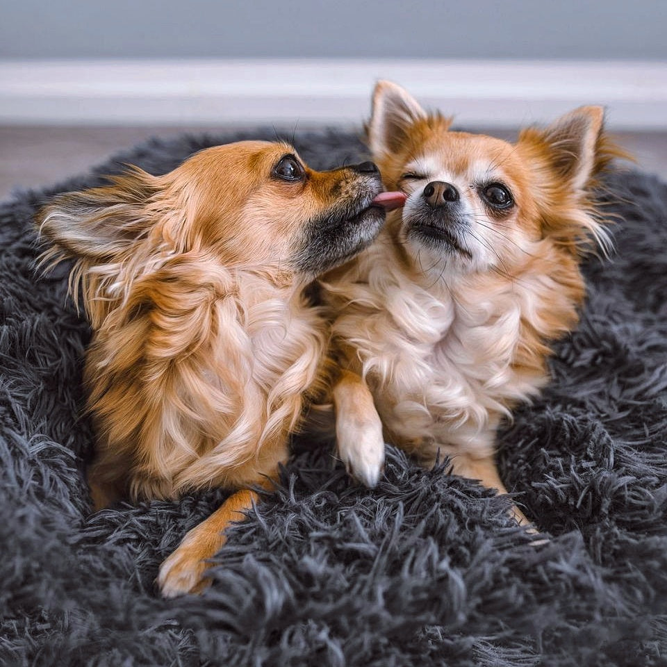 Fluffy Plus Hundeseng – Den Ægte