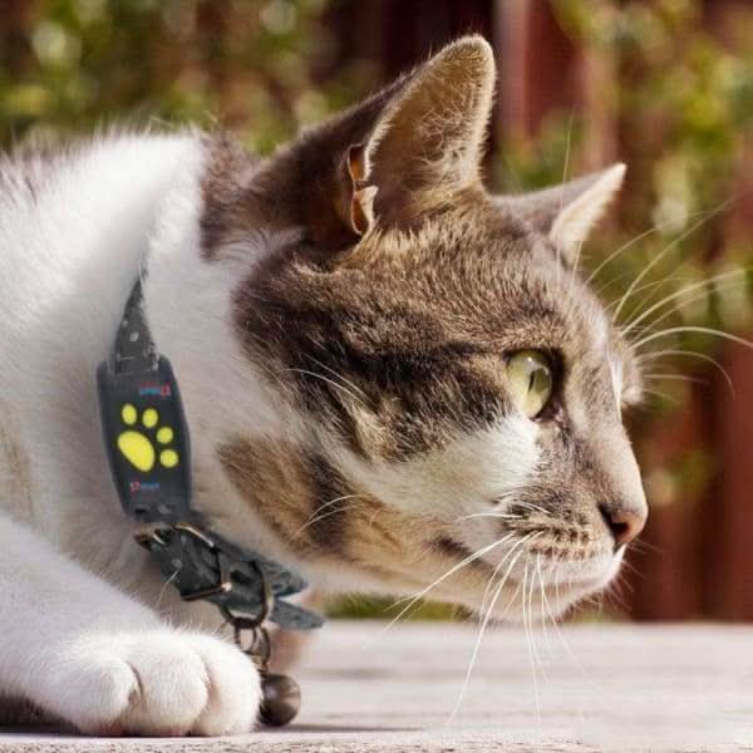 Katte GPS-Tracker uden Abonnement – Kompakt & Brugervenlig