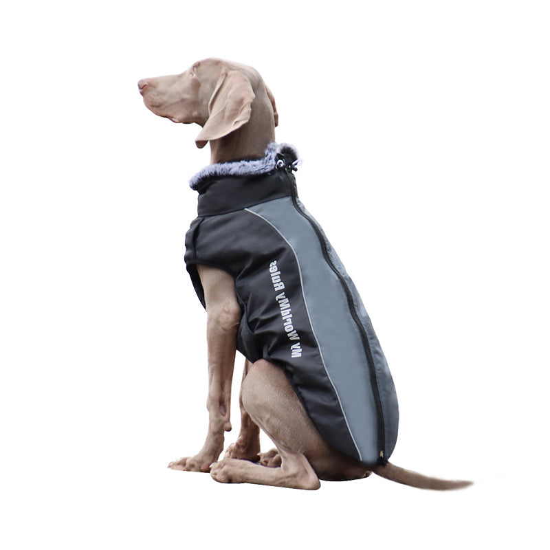 Reflekterande hundjacka med sele – lysande design