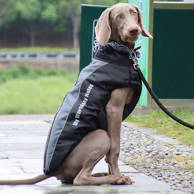 Reflekterande hundjacka med sele – lysande design