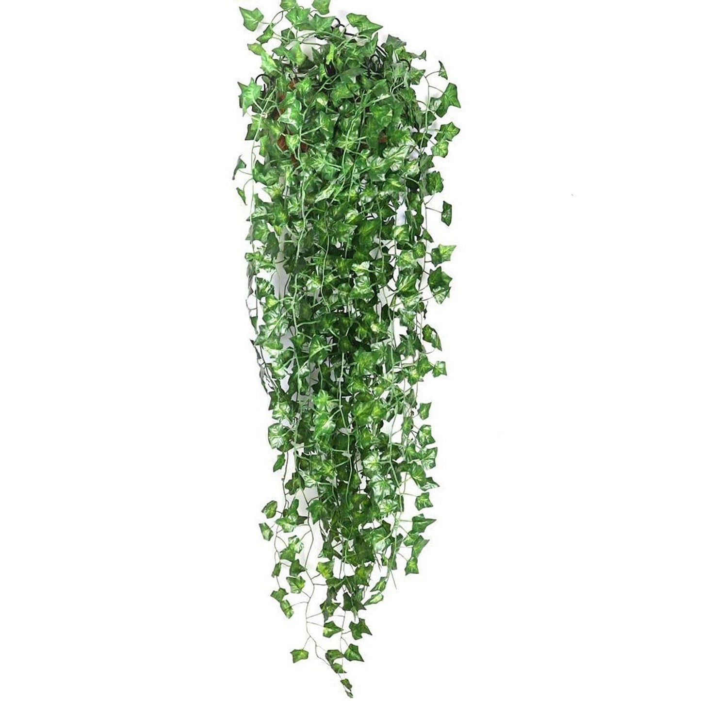 Eindhoven Evergreen - Gröna Blad Hela Året Utan Säsongsbegränsningar