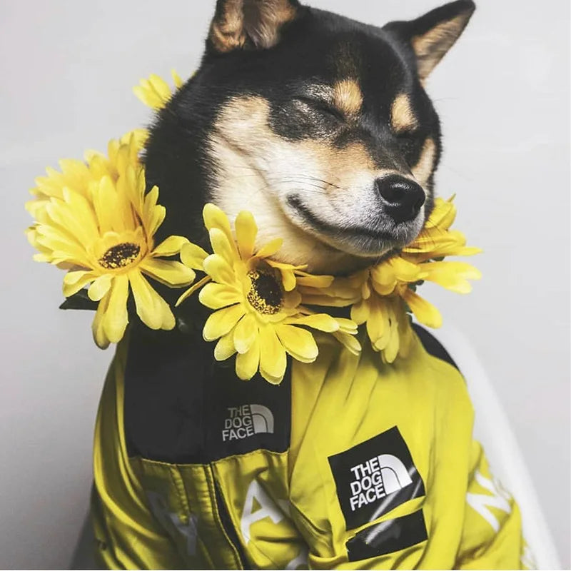 Vandafvisende jakke til hunde | Let vindjakke til bulldogs, chihuahuaer m.m.