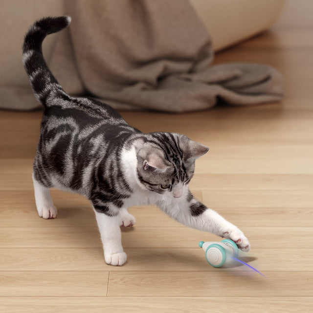 Katte Kauspielzeug – WhiskerPlay