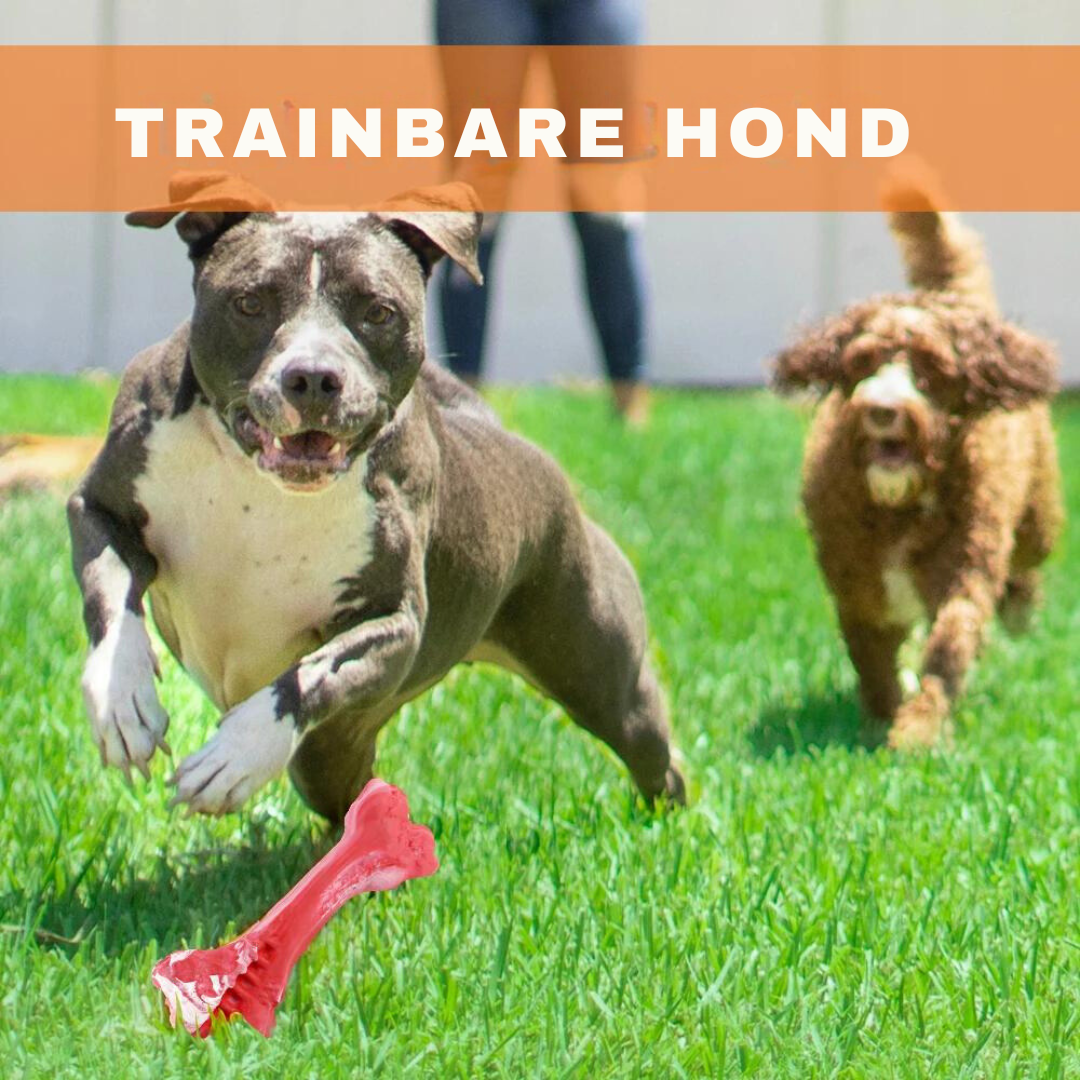 Legesyge Tandplejer til Hunde – BuddyChew