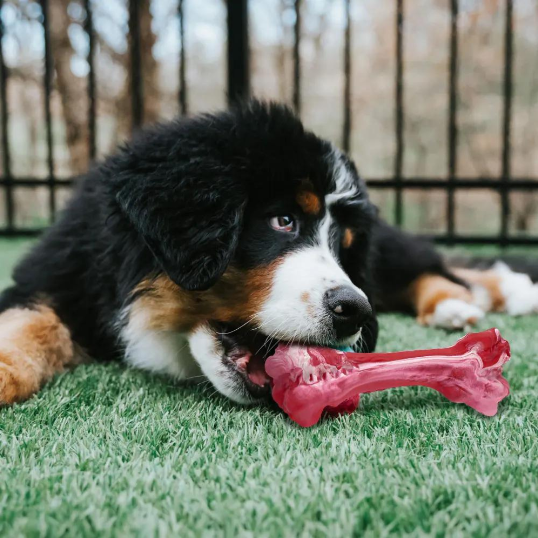 Legesyge Tandplejer til Hunde – BuddyChew