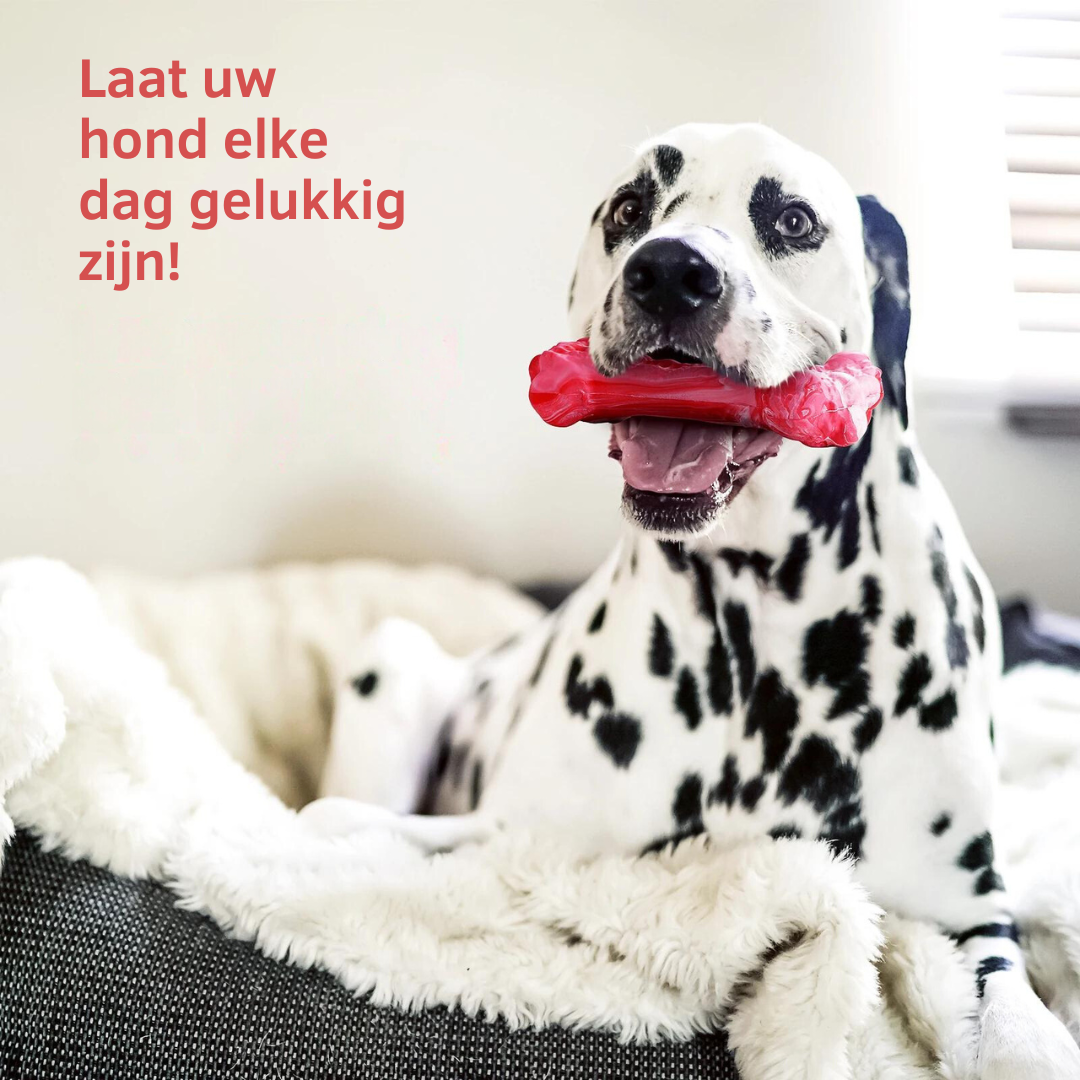 Legesyge Tandplejer til Hunde – BuddyChew
