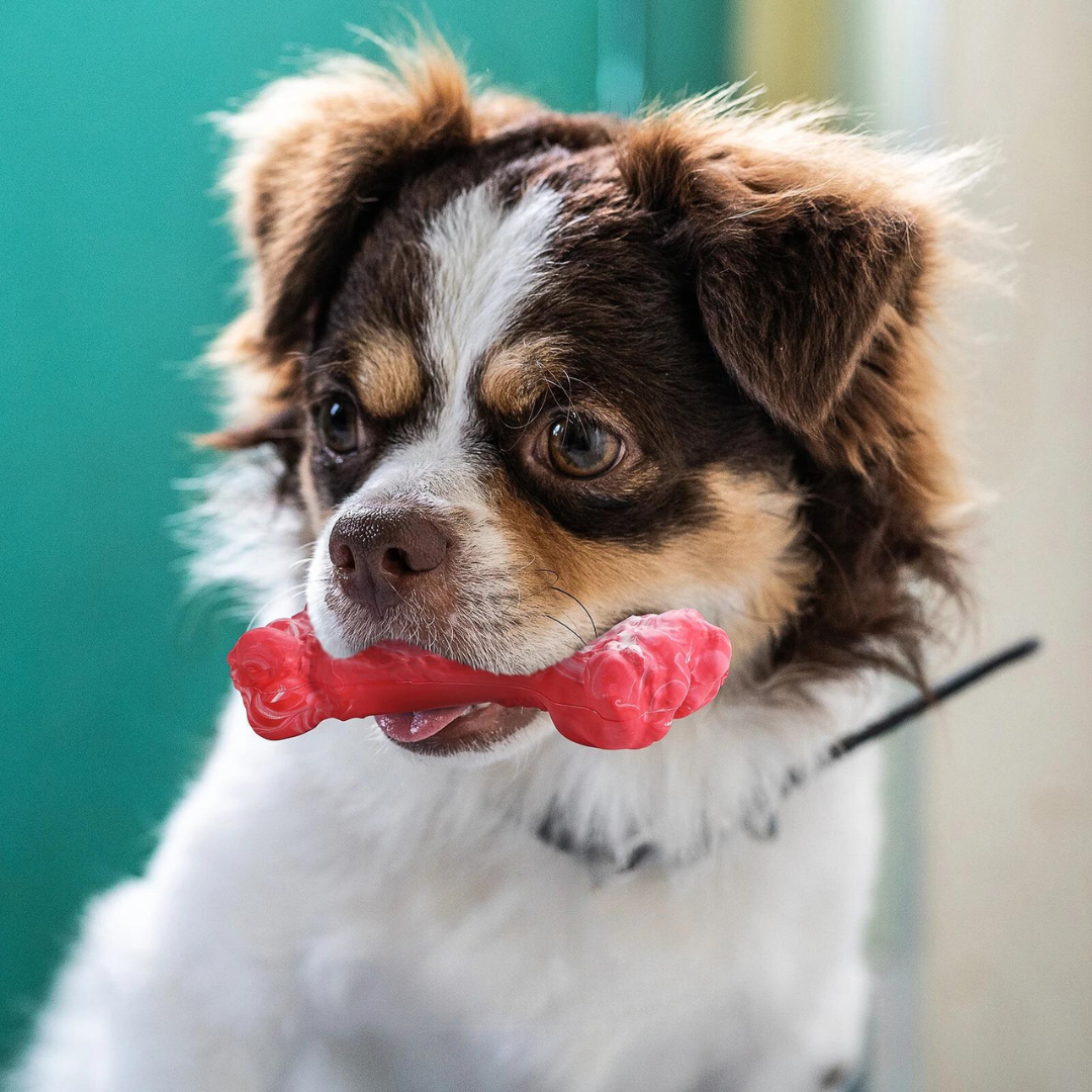Legesyge Tandplejer til Hunde – BuddyChew