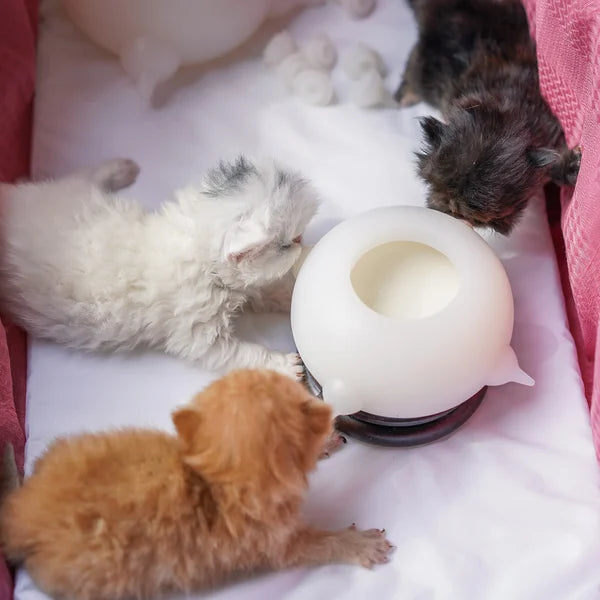 Kompakt skål til kattekillinger - KittySip