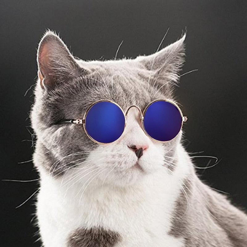 Moderne kattebriller - Kattens solbriller