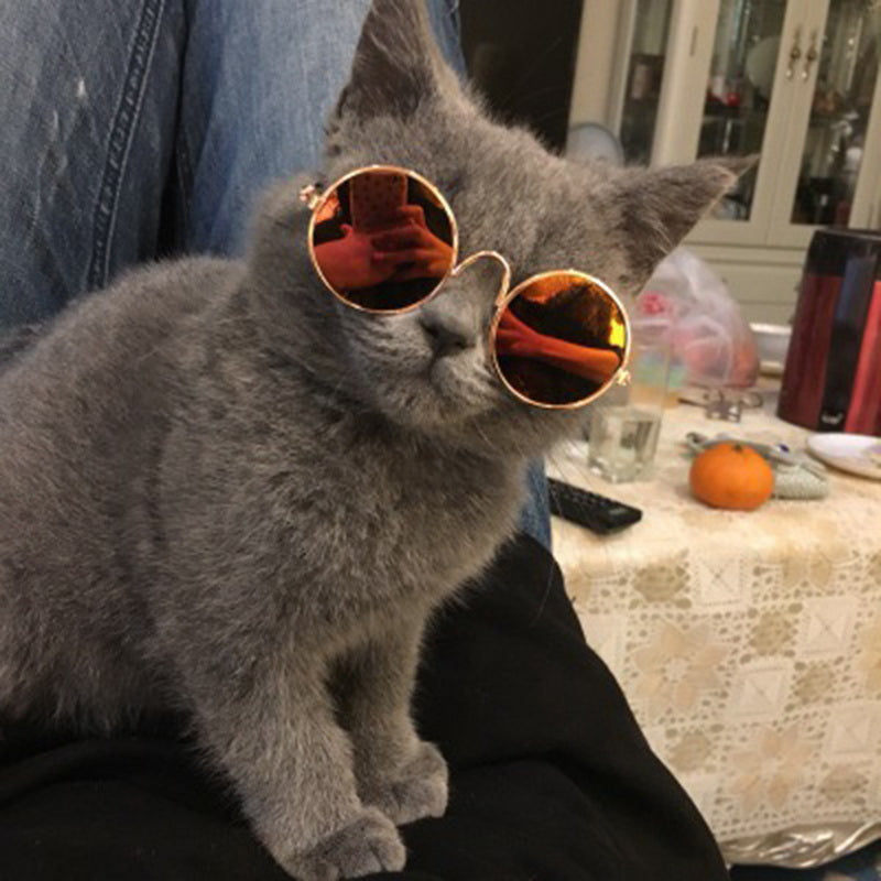 Moderne kattebriller - Kattens solbriller