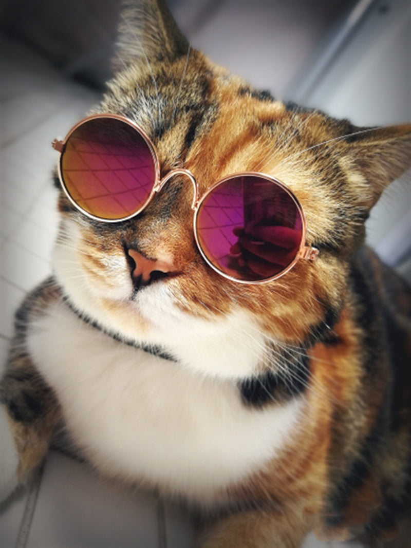 Moderne kattebriller - Kattens solbriller