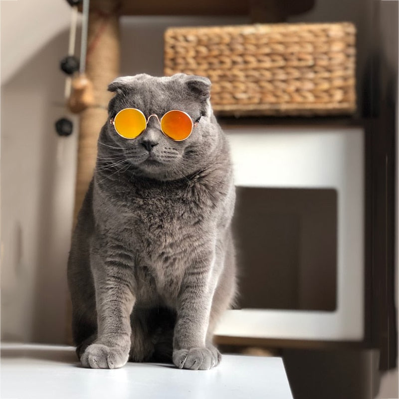 Moderne kattebriller - Kattens solbriller