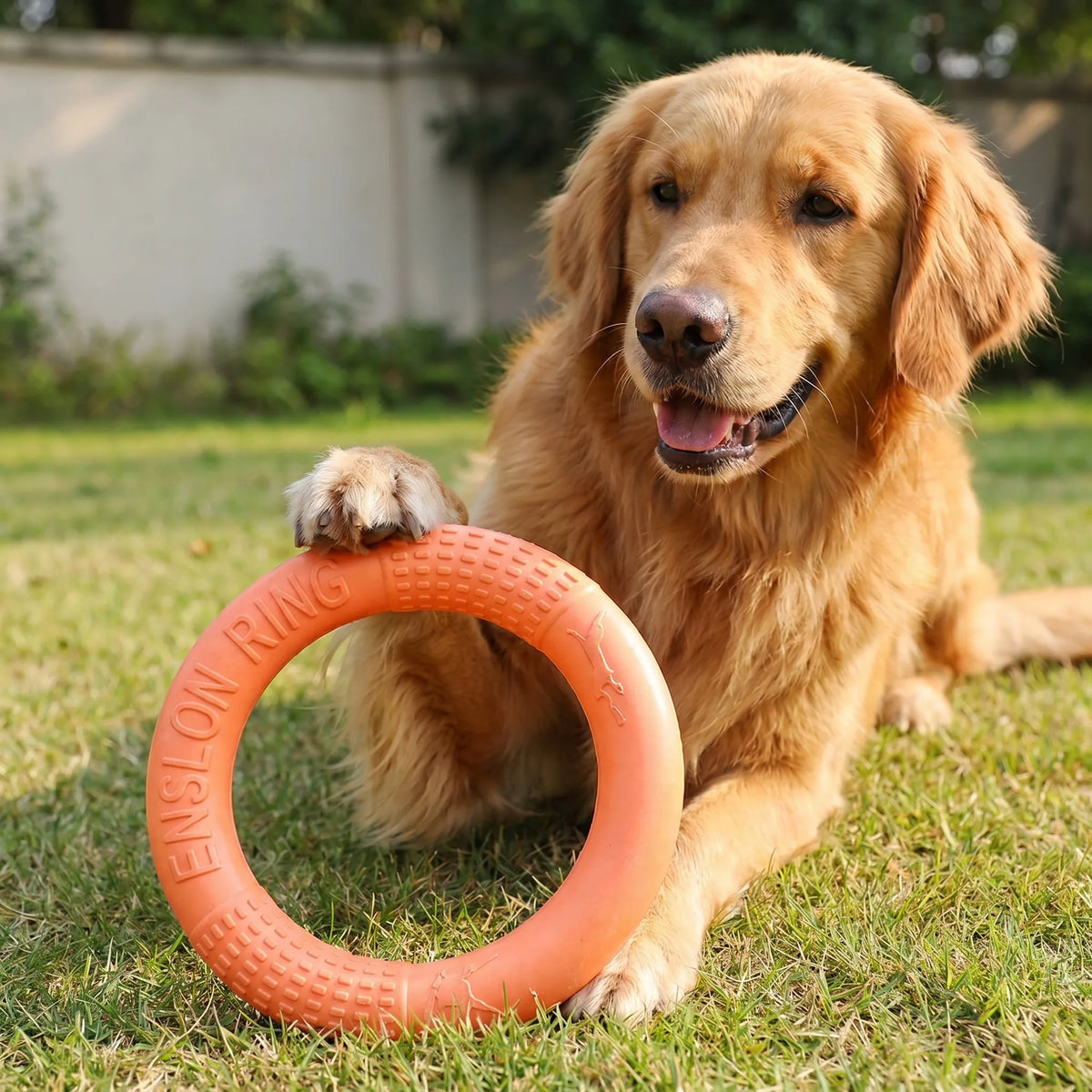 Rund Kaste Ring til Hunde