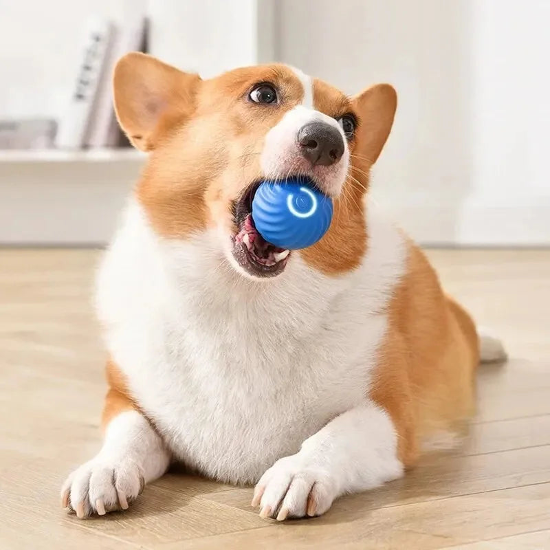 Automatisk Boldkaster til Hunde – Aktiver & Glæd Din Hund
