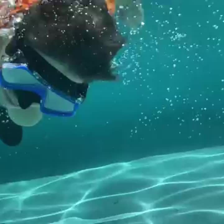 Snorkelset ClearWave – Vattentät, Bekväm och Klar Sikt