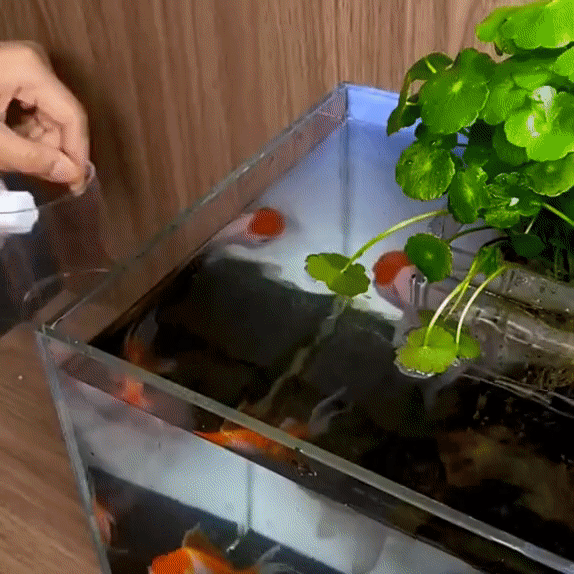 Akvarium Gennemsigtig Suge Fiskefoder