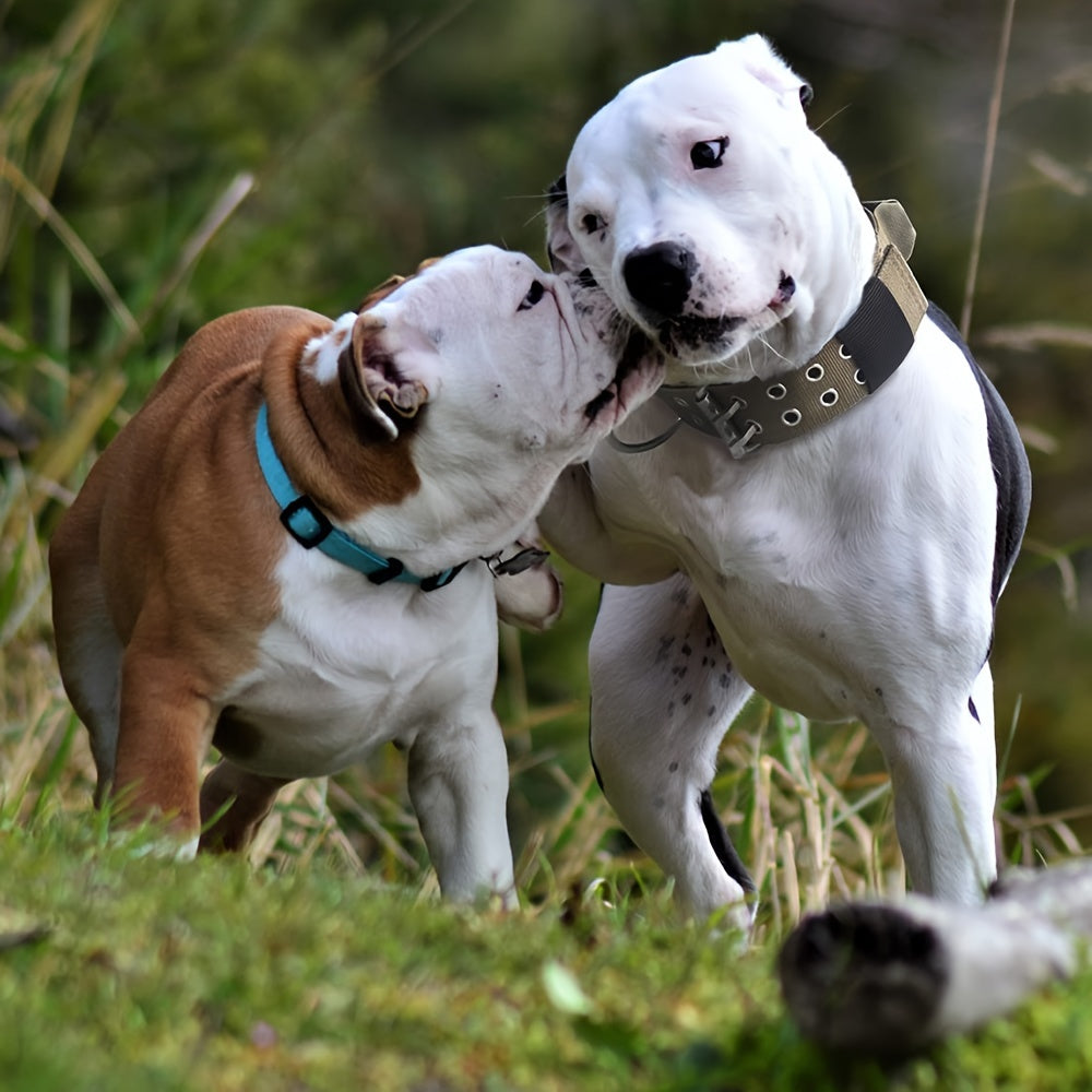 Justerbart nylonhalsband för hund – Komfort och kontroll för stora hundar