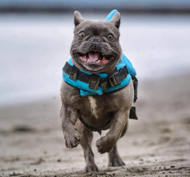 Redningsvest til hunde - AquaPup