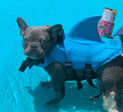 Redningsvest til hunde - AquaPup