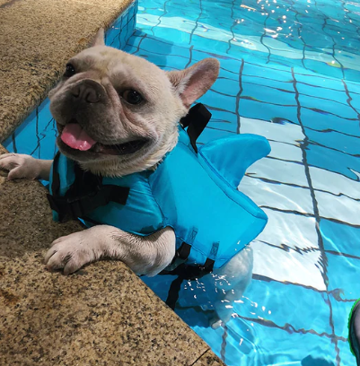 Redningsvest til hunde - AquaPup