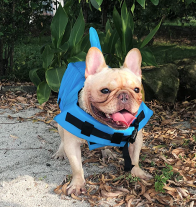 Redningsvest til hunde - AquaPup