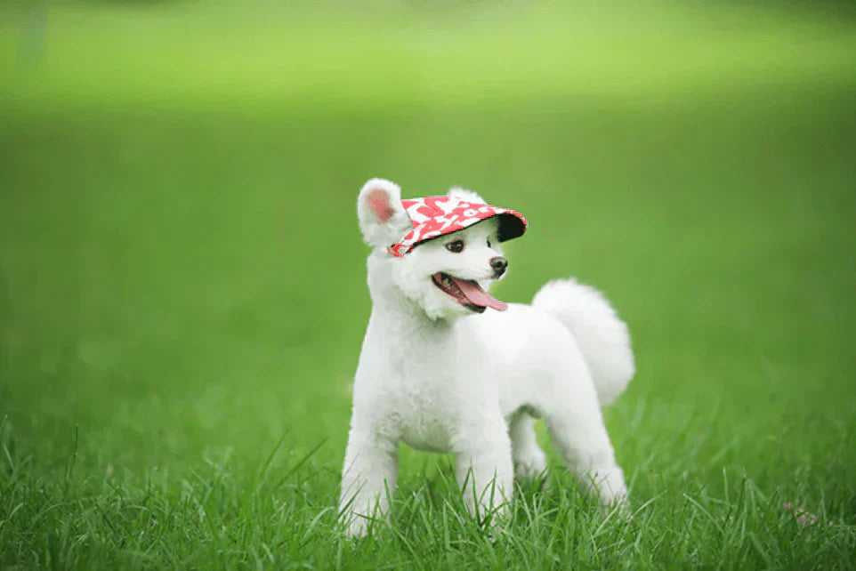 Solhat til Hunde med Skygge - Hundetilbehør
