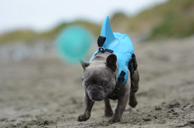 Redningsvest til hunde - AquaPup