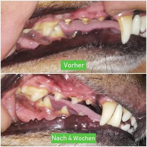 Tandbørste til hunde - PawsitiveBrush