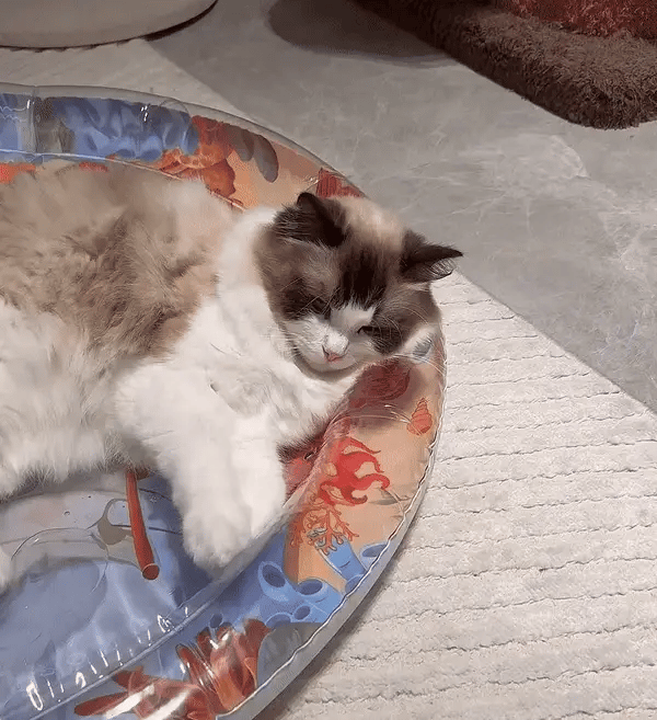 Interaktiv Legemåtte til Katte – KatteAktiv