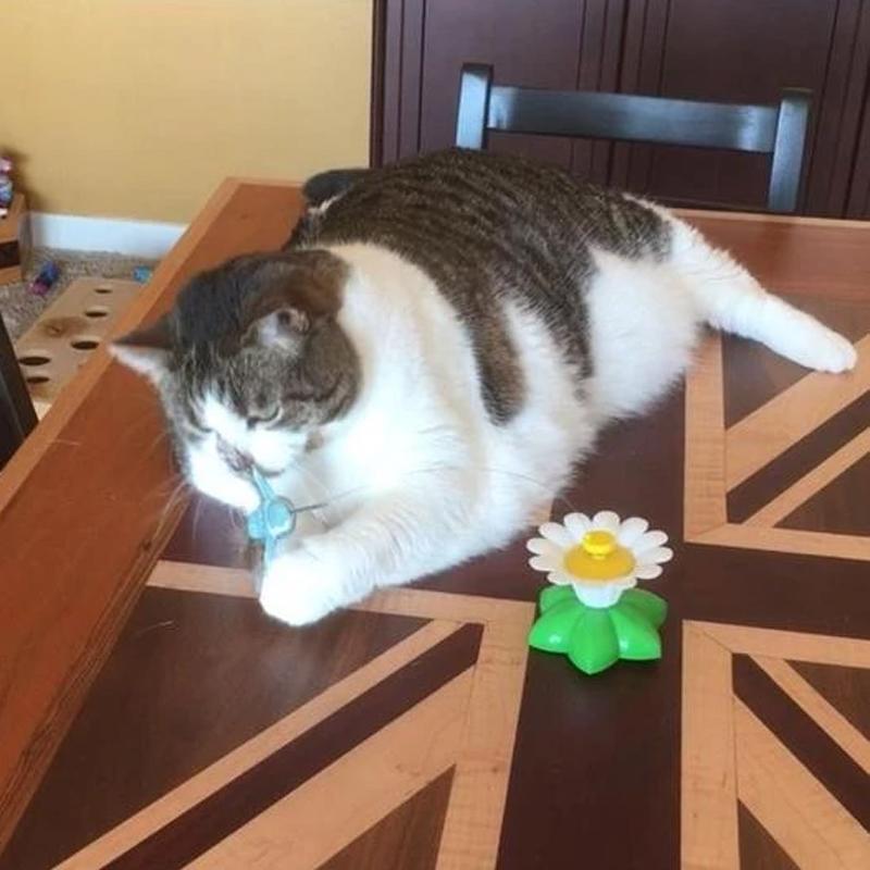 Interaktivt kattelegetøj – Purrfect Leg