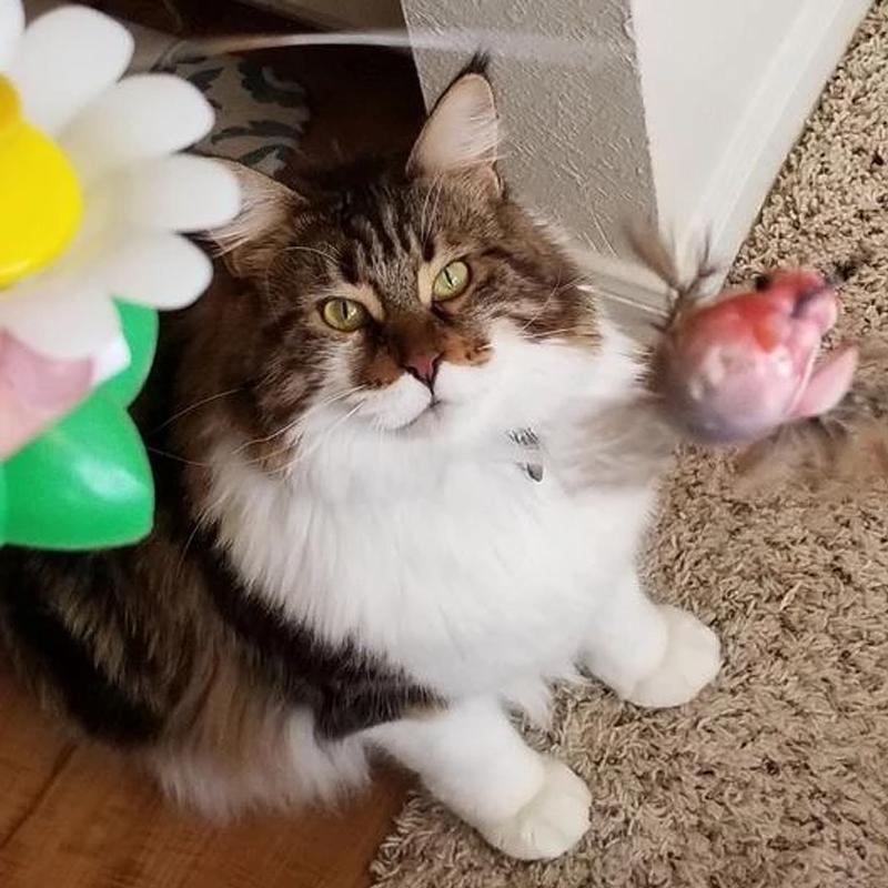 Interaktivt kattelegetøj – Purrfect Leg