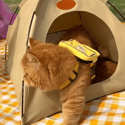 Elegant ly for katte - HyggeKatt
