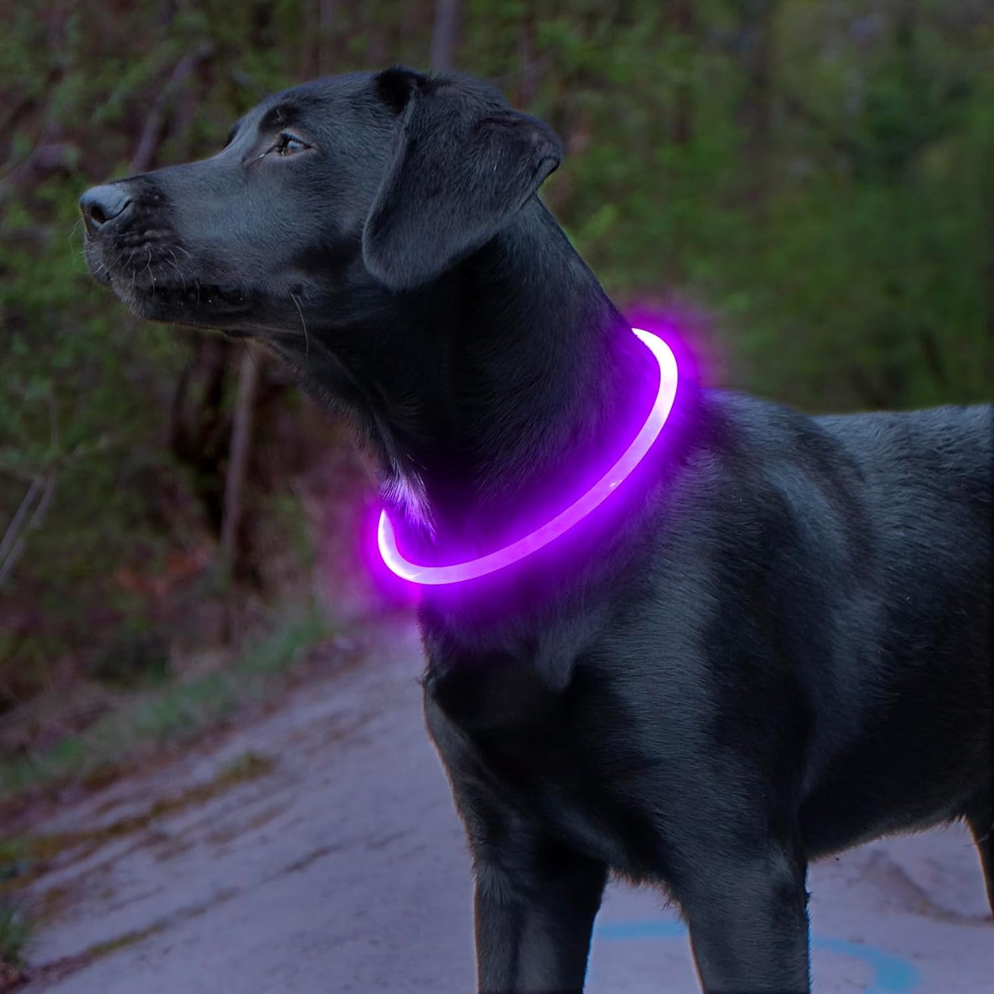 GlowSafe LED Hundhalsband – Uppladdningsbart USB Säkerhetsljus