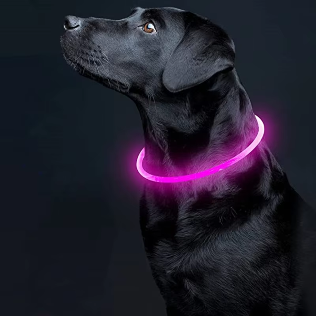 GlowSafe LED Hundhalsband – Uppladdningsbart USB Säkerhetsljus