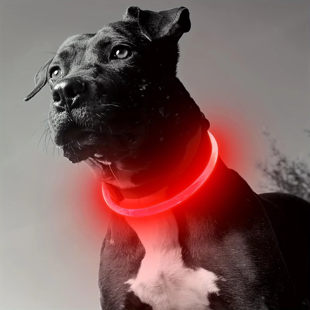 GlowSafe LED Hundhalsband – Uppladdningsbart USB Säkerhetsljus