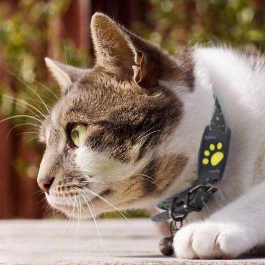 Katte GPS Tracker: Real-Time Sporing & Ingen Abonnementsgebyrer