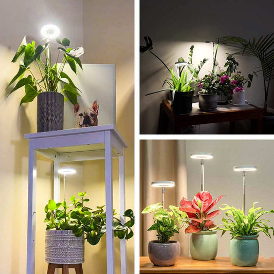 Pflanzenlicht für das Zuhause – Beleuchtung für Indoor-Pflanzen
