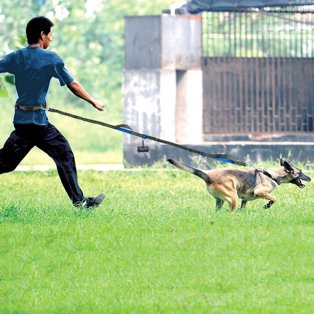Håndfri elastisk talje hundesnor