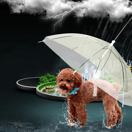 Kreativ Transparent Paraply för Hundpromenad